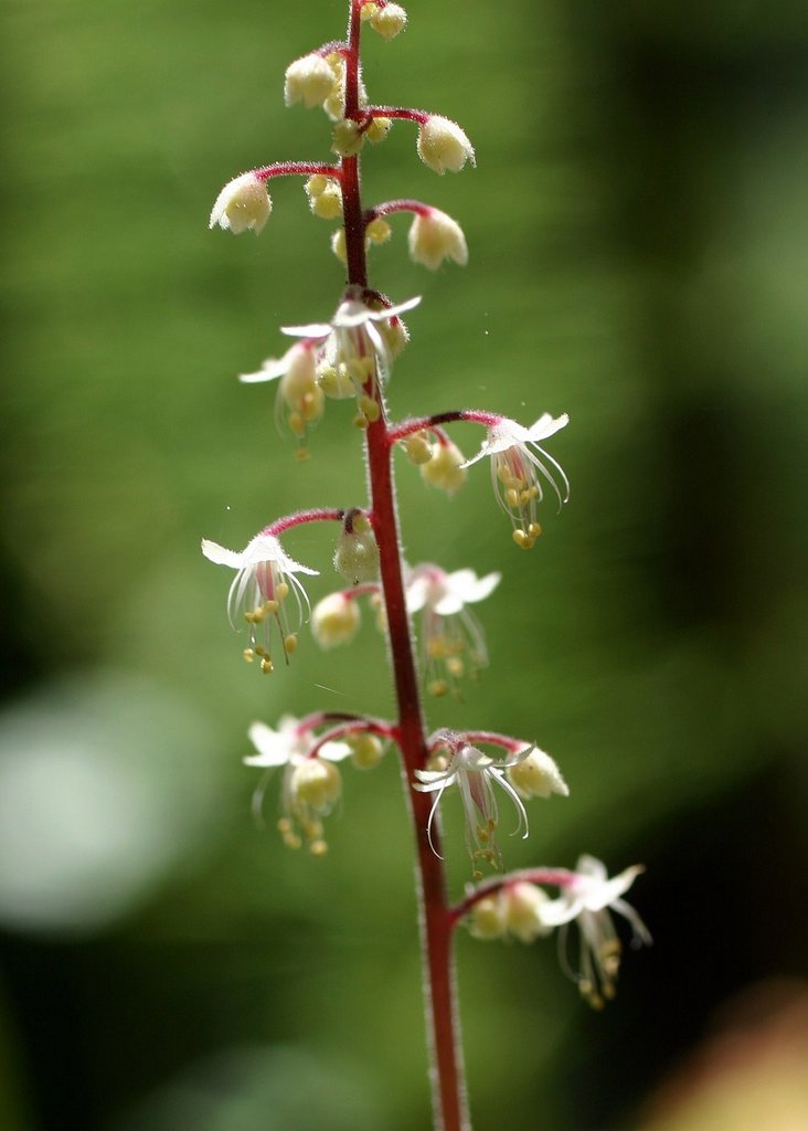 White Tiarella Trifoliata Flower Seeds Heirloom Non-GMO High Germination Organic Garden Seeds