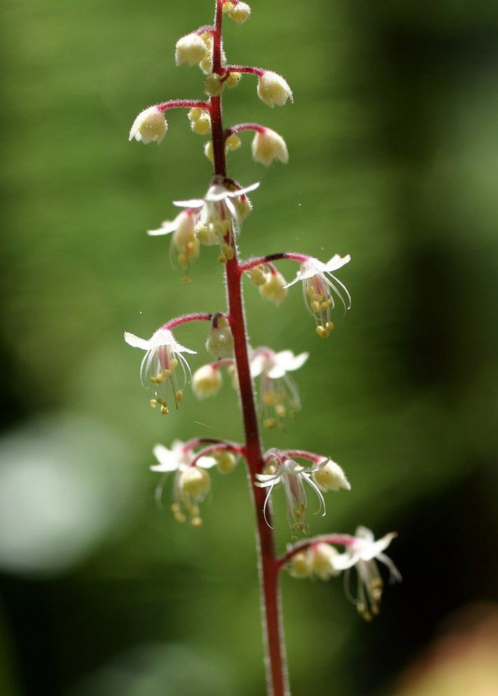 White Tiarella Trifoliata Flower Seeds Heirloom Non-GMO High Germination Organic Garden Seeds