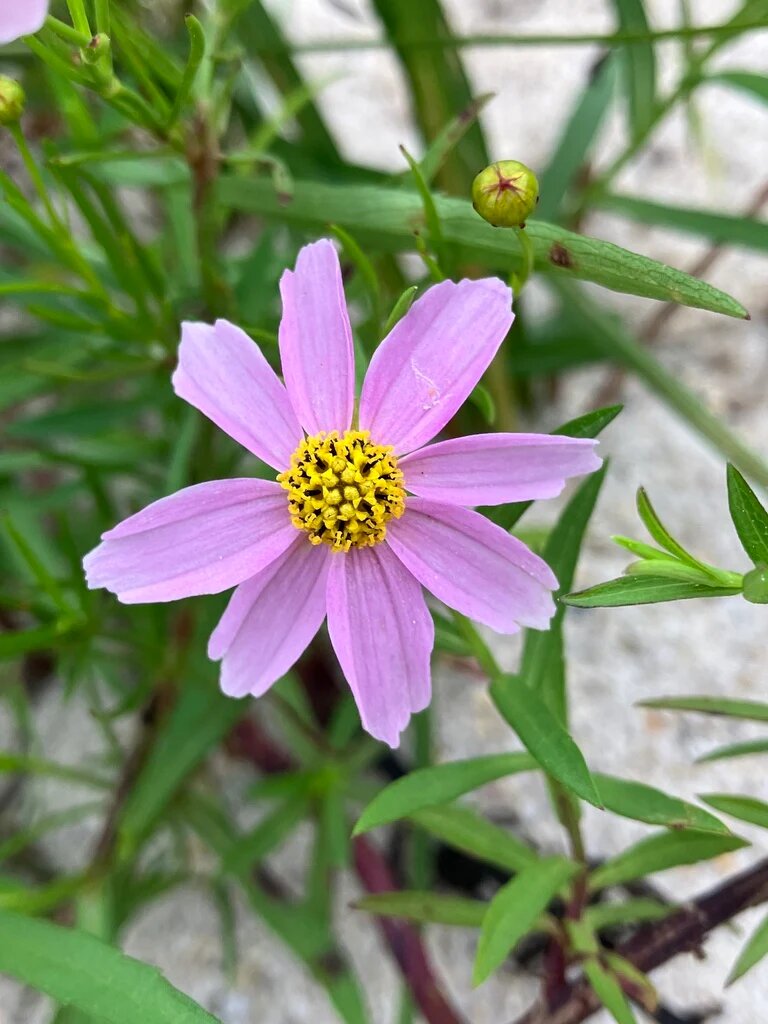 Purple Coreopsis Flower Seeds for Planting Heirloom Non-GMO High Germination Organic Garden Seeds