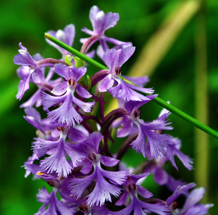 Lavender Platanthera Flower Seeds – Heirloom, Non-GMO, High Germination Seeds