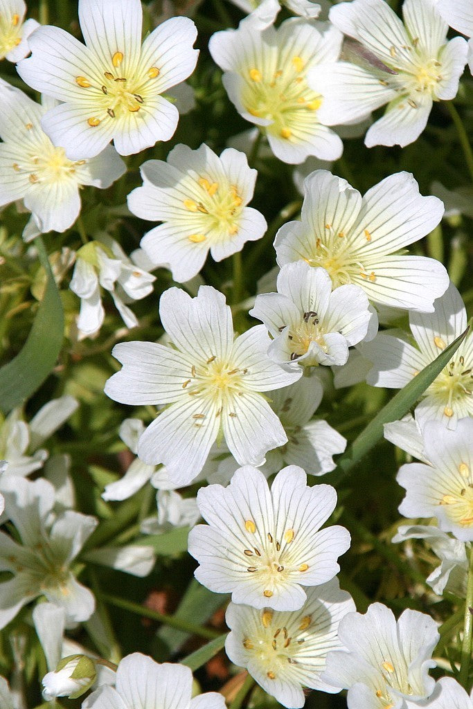 White Limnanthes Flower Seeds – Heirloom, Non-GMO, High Germination Seeds