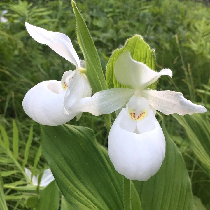 Semillas de orquídea zapatilla de dama blancas – Herencia, sin OGM, semillas de alta germinación