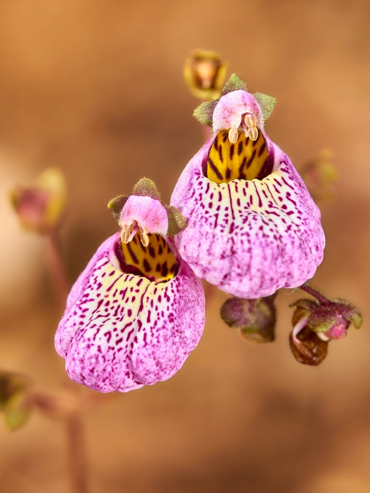 Pink Calceolaria Flower Seeds – Heirloom, Non-GMO, High Germination Organic Garden Seeds