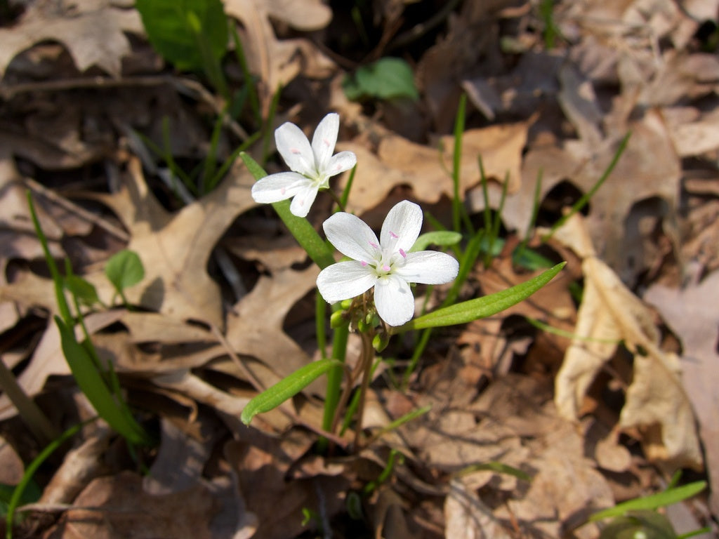 White Claytonia Flower Seeds – Heirloom, Non-GMO, High Germination Garden Seeds