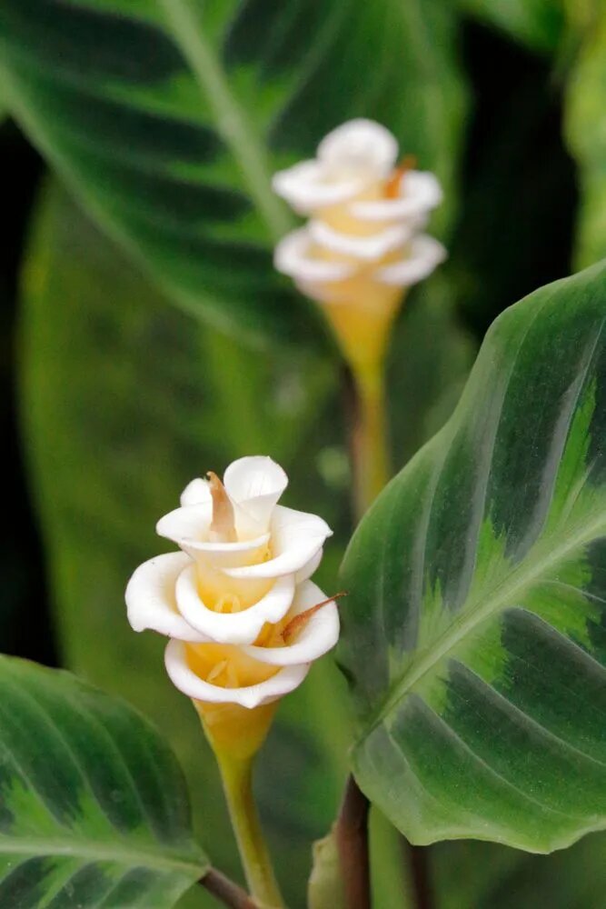 Calathea Warscewiczii Flower Seeds – Heirloom, Non-GMO, High Germination Organic Garden Seeds