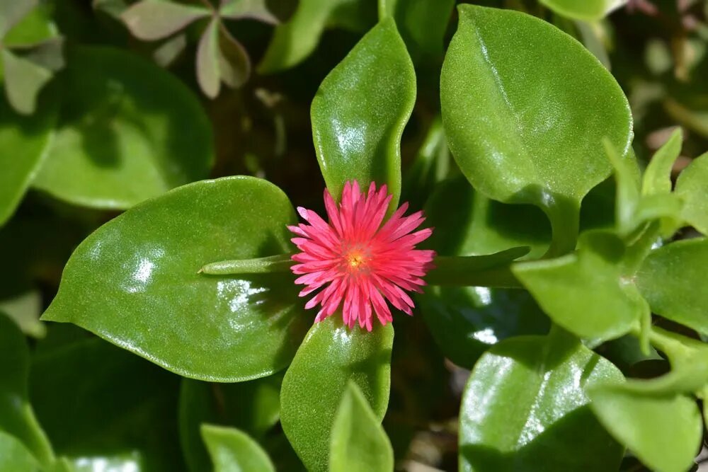 Aptenia Flower Seeds Perennial for Planting – Heirloom Non-GMO High Germination Organic Seeds