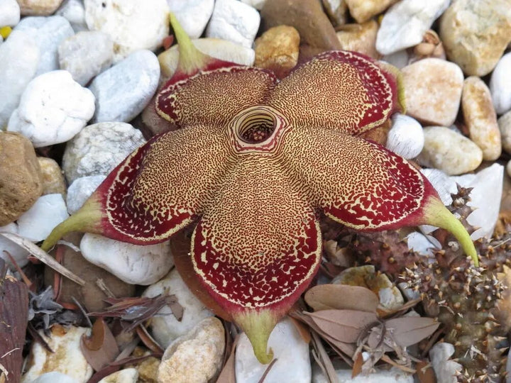 Edithcolea Grandis Flower Seeds for Planting – Heirloom Non-GMO High Germination Seeds