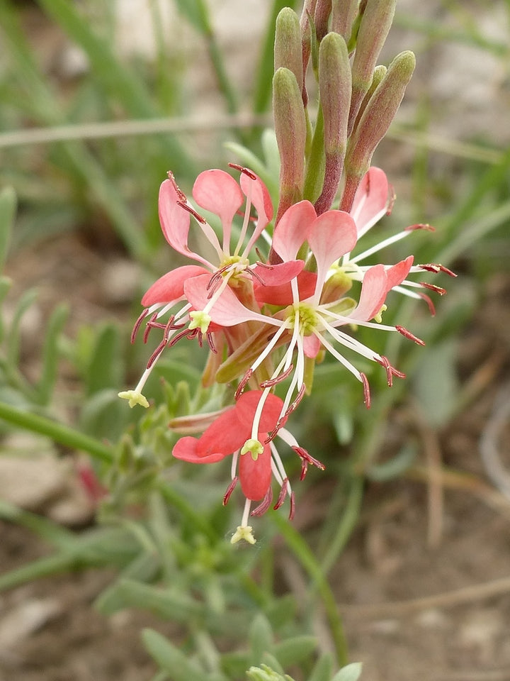 Red Gaura Coccinea Flower Seeds – Heirloom Non-GMO High Germination Seeds