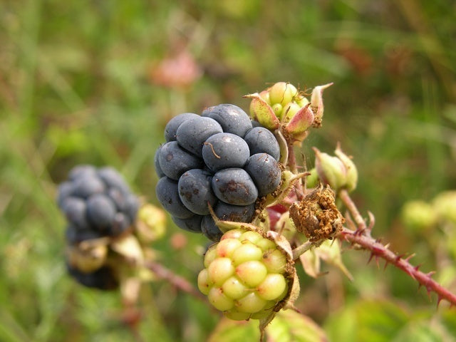 Dewberry Fruit Seeds – Heirloom, Non-GMO, High Germination Organic Garden Seeds