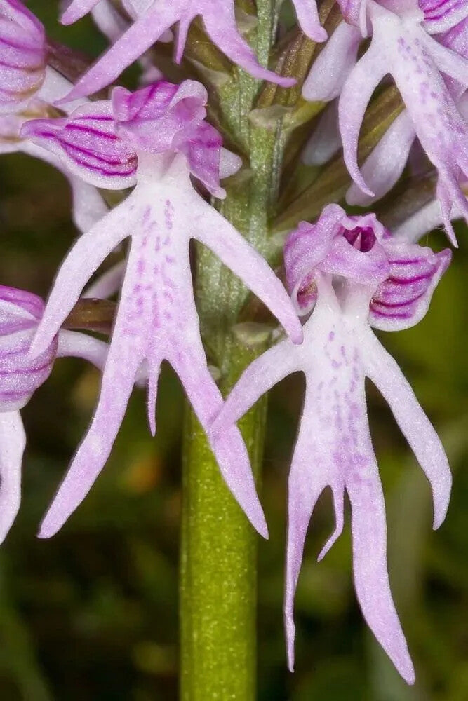White Pink Naked Orchid Flower Seeds Heirloom Non-GMO High Germination Organic Garden Seeds for Planting