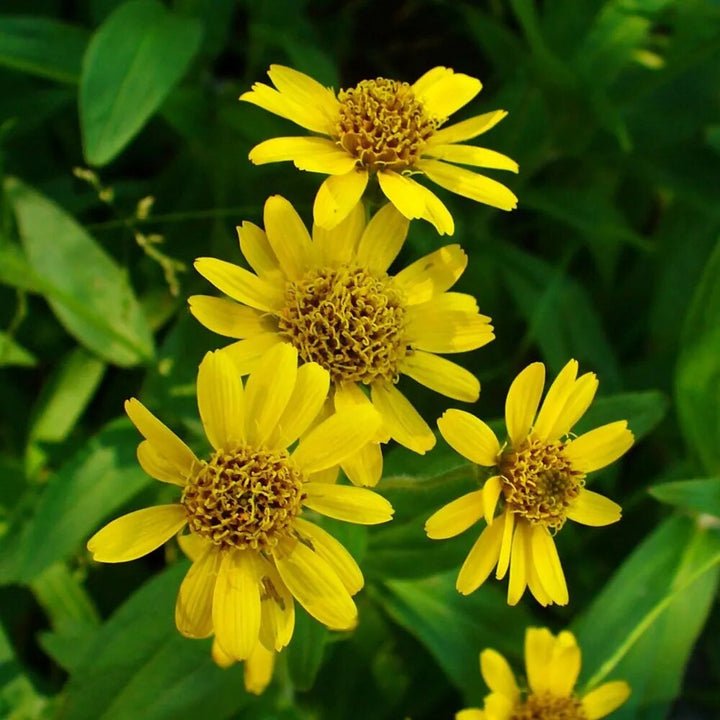 Arnica Chamissonis Flower Seeds Yellow for Planting – Heirloom Non-GMO High Germination Seeds