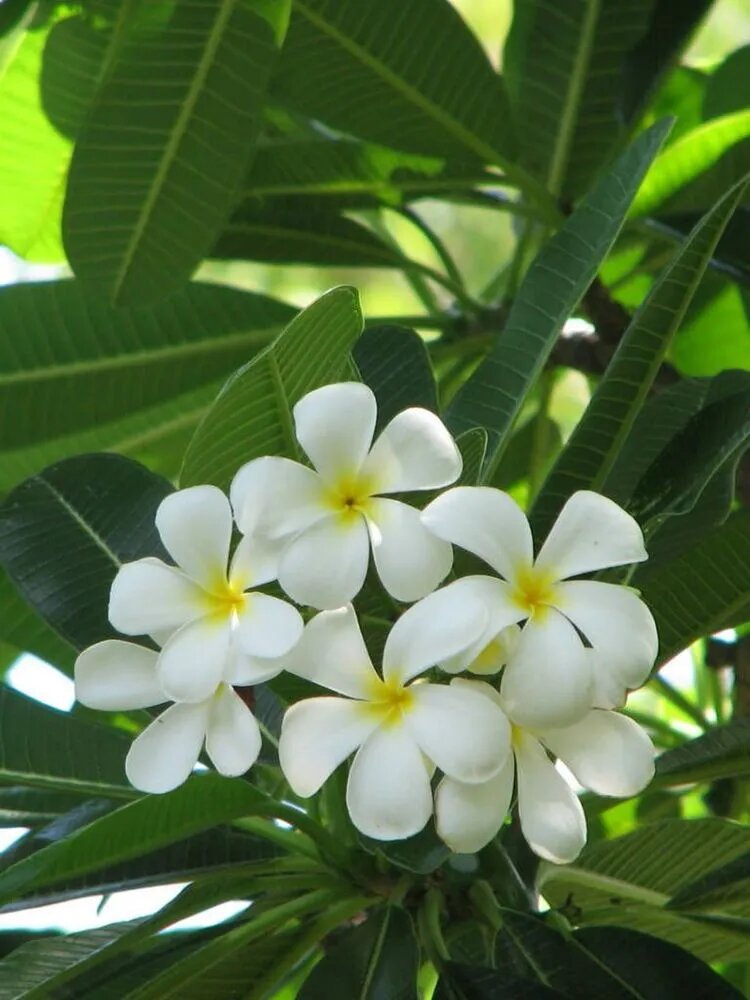 Semillas de flores obtusas – Variedad tradicional, sin transgénicos, semillas de jardinería orgánicas de alta germinación para plantar