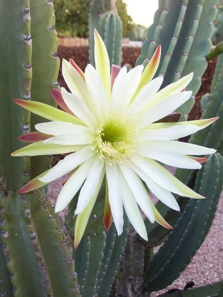 Cereus Hildmannianus Flower Seeds for Planting – Heirloom Non-GMO High Germination Seeds