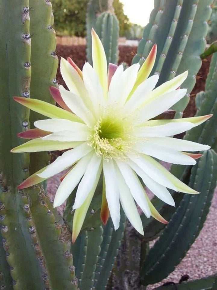Cereus Hildmannianus Flower Seeds for Planting – Heirloom Non-GMO High Germination Seeds
