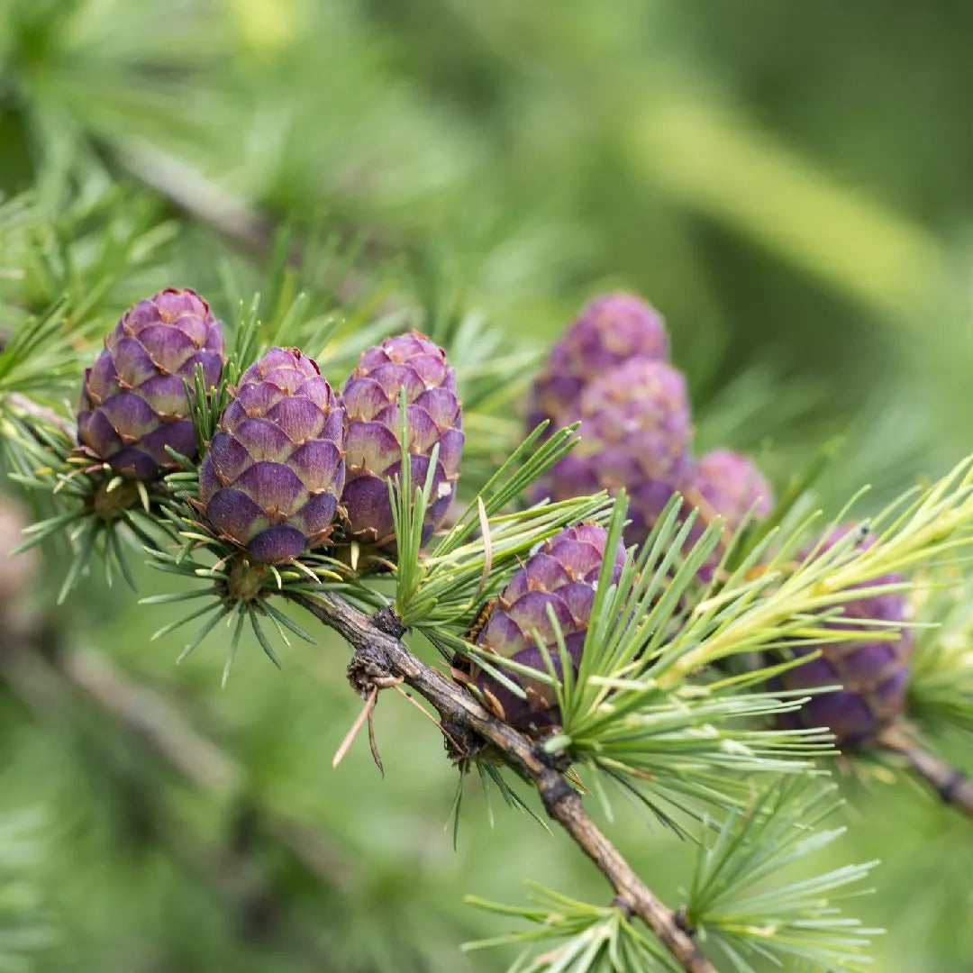 Brown Larix herb seeds