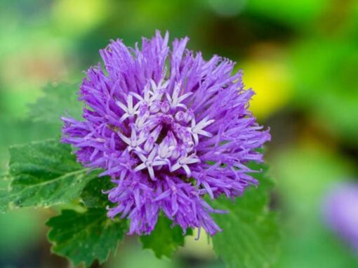 lark daisy flower seeds