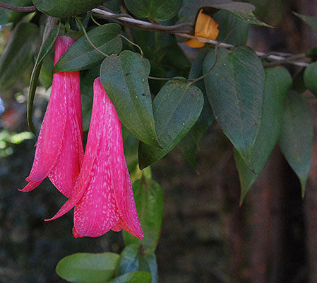 Lapageria Flower Seeds Pink – Heirloom, Non-GMO, High Germination Seeds