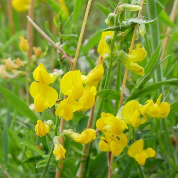 Yellow Lathyrus Odoratus Flower Seeds – Heirloom, Non-GMO, High Germination Seeds