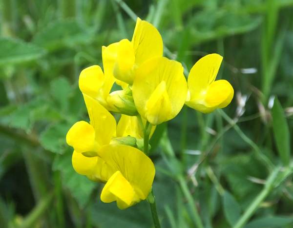 Lathyrus Flower Seeds Yellow – Heirloom, Non-GMO, High Germination Seeds