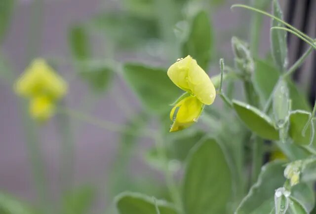 Lathyrus Flower Seeds Yellow – Heirloom, Non-GMO, High Germination Seeds