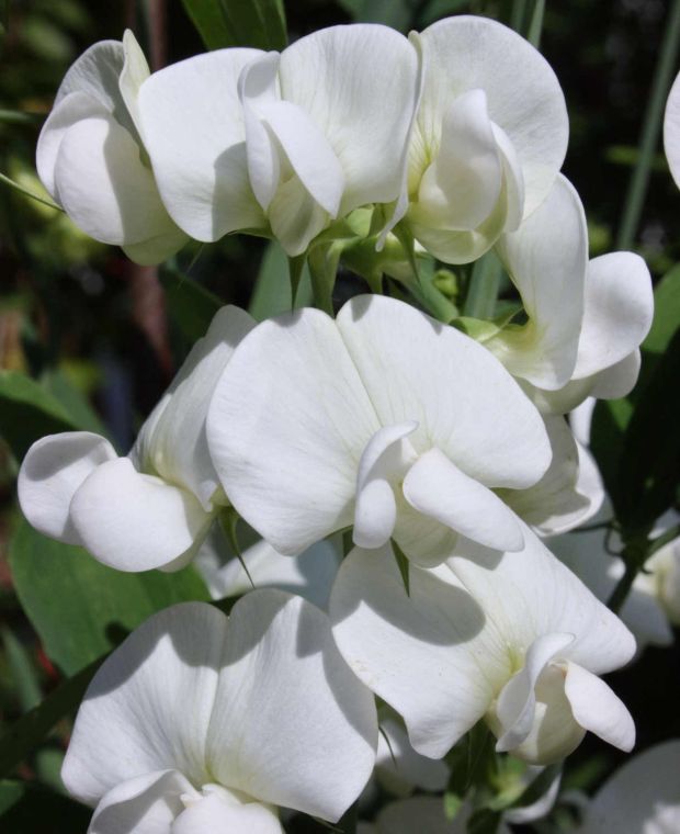 Giant Lathyrus Flower Seeds White – Heirloom, Non-GMO, High Germination Seeds