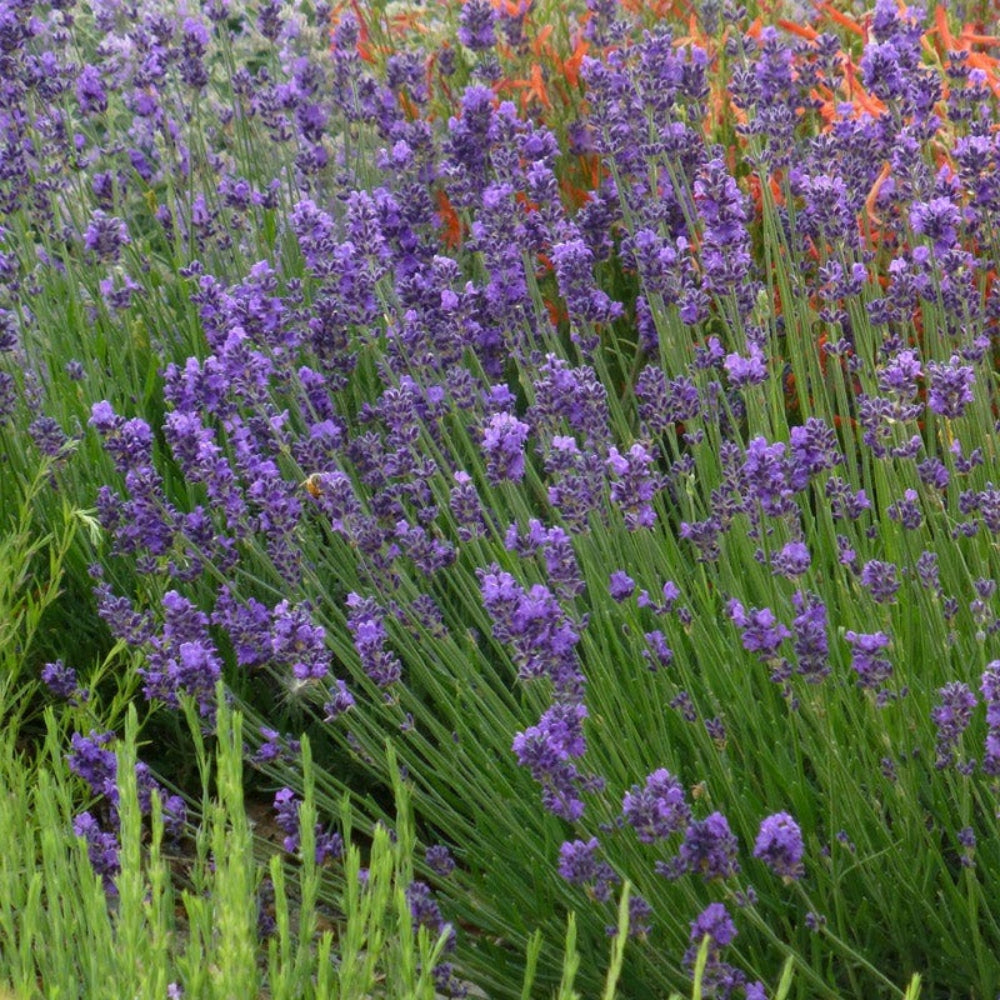 lavender english flower seeds