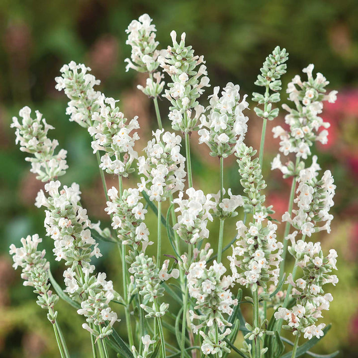 Semillas de flores de lavanda perenne blanca – Cimienta, sin OMG, semillas de alta germinación