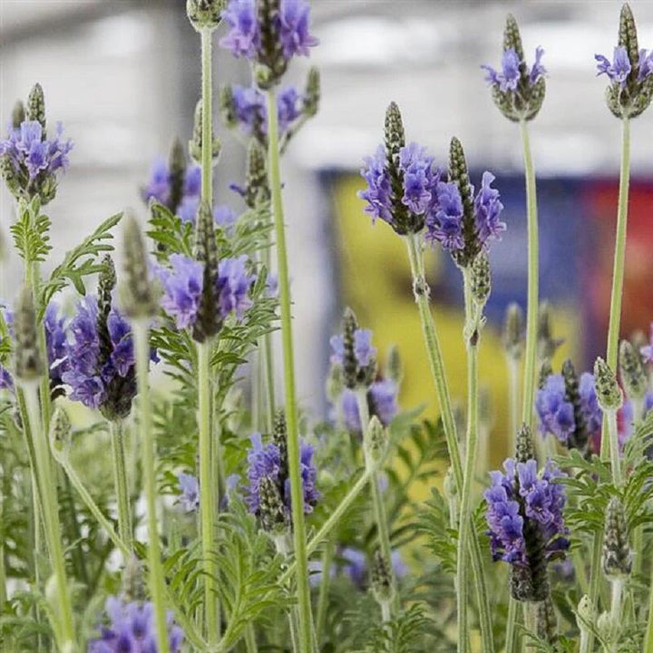 Lavendel Lavandula Blumensamen – Alte Sorte, gentechnikfrei, hohe Keimrate