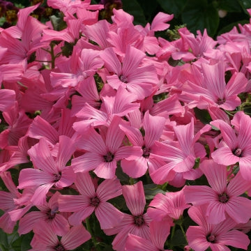 lavateranovellaroseimportedheirloomnongmohighgerminationorganicgarden flower seeds