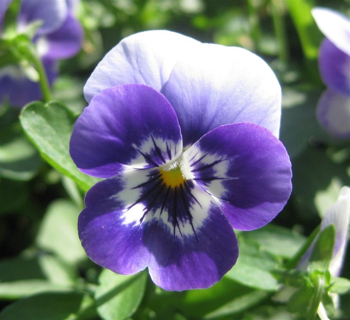 Fresh Violet White Pansy Flower Seeds – Heirloom, Non-GMO, High Germination