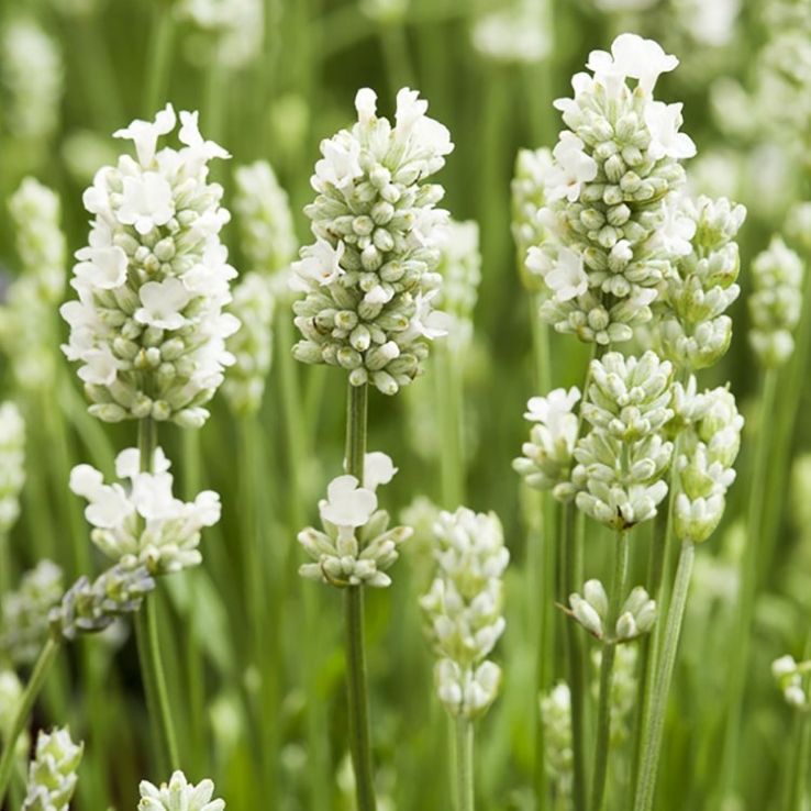 Lavandula Flower Seeds White – Heirloom, Non-GMO, High Germination Seeds