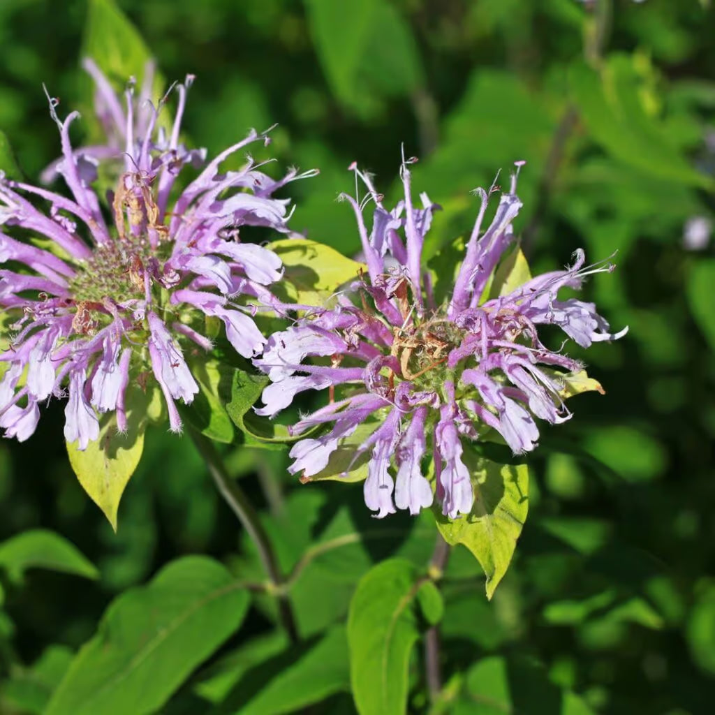 Lavender Bergamot herb seeds