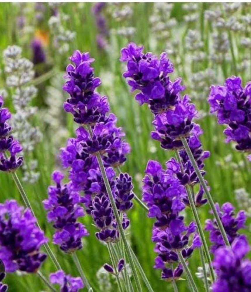 Lavender Flower herb seeds
