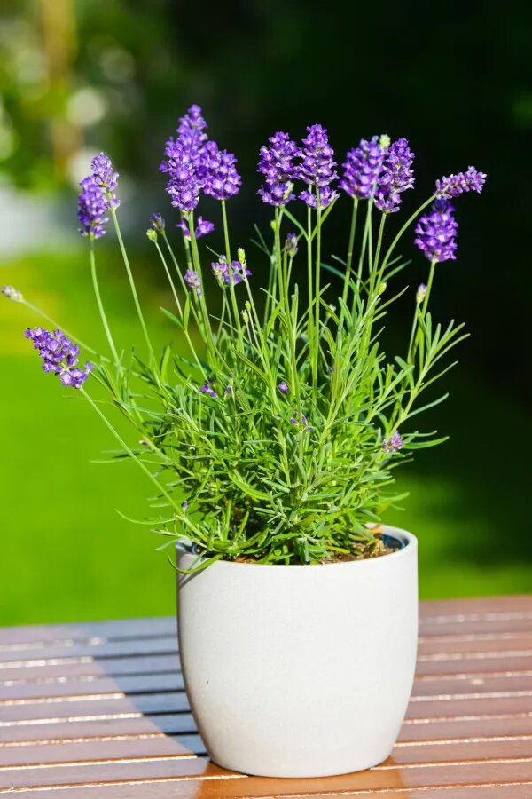 Lavender Flower Seeds Purple Heirloom Non-GMO High Germination Organic Garden Seeds for Planting