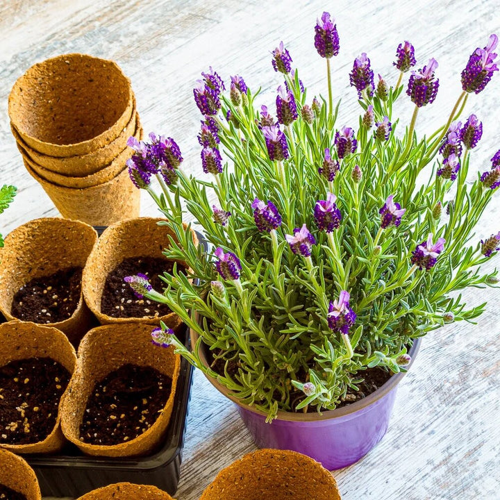 Lavender Flower Seeds Purple Heirloom Non-GMO High Germination Organic Garden Seeds for Planting