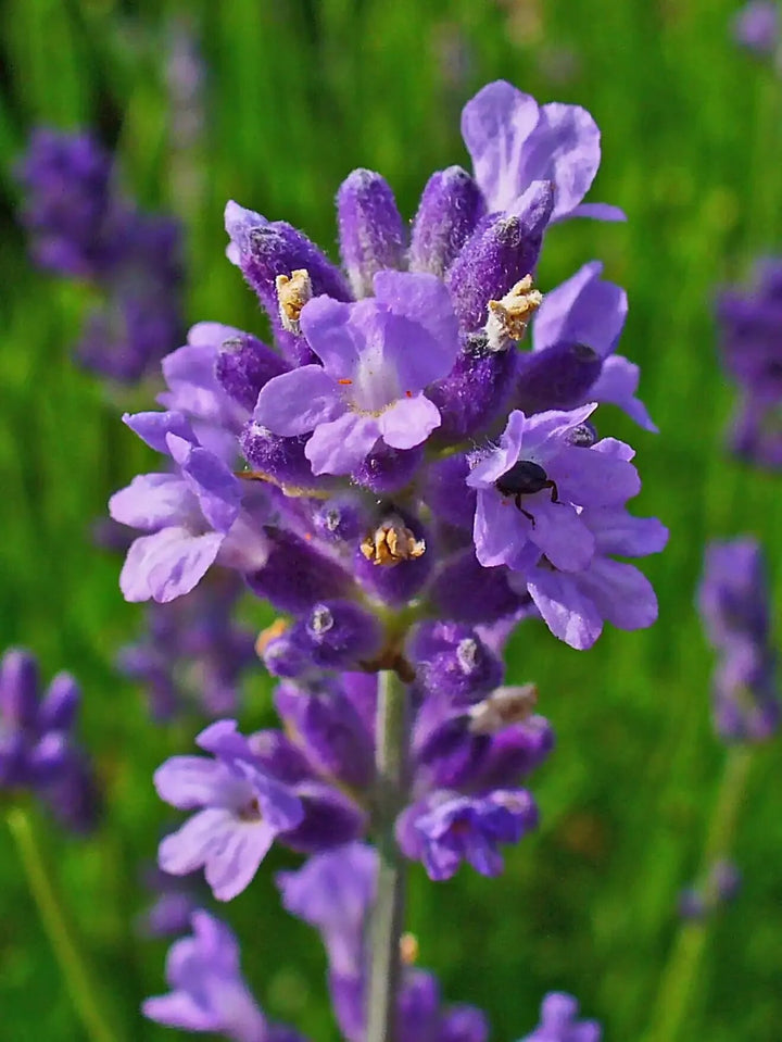 Lavandula Flower Seeds Lavender – Heirloom, Non-GMO, High Germination Seeds