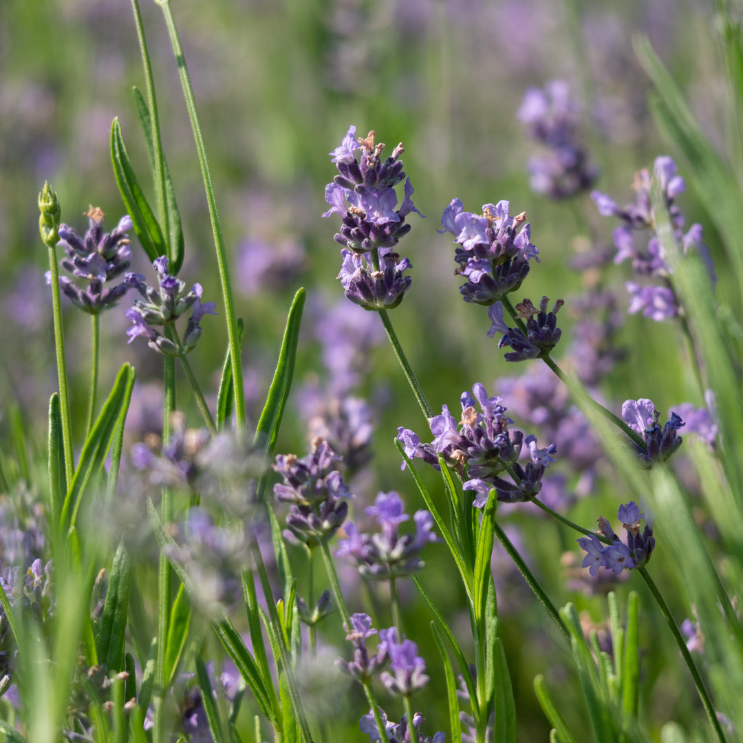 Lavender Herb herb seeds