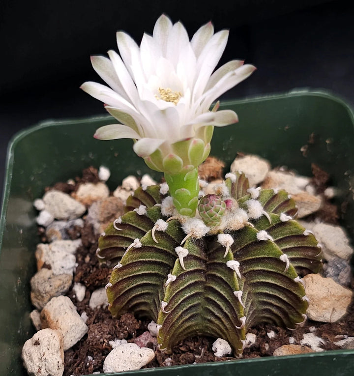 White Gymnocalycium Eurypleurum Flower Seeds – Heirloom, Non-GMO, High Germination
