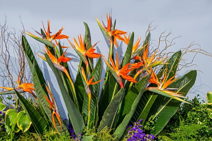 Perennial Bird Paradise Flower Seeds – Heirloom, Non-GMO, High Germination Seeds