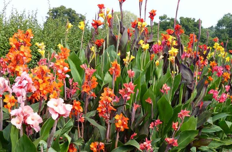 Mixed Canna Flower Seeds – Heirloom, Non-GMO, High Germination Organic Garden Seeds