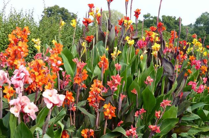 Mixed Canna Flower Seeds – Heirloom, Non-GMO, High Germination Organic Garden Seeds