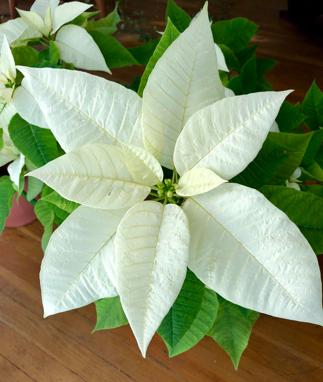 White Poinsettia Flower Seeds – Heirloom Non-GMO High Germination Organic Garden Seeds