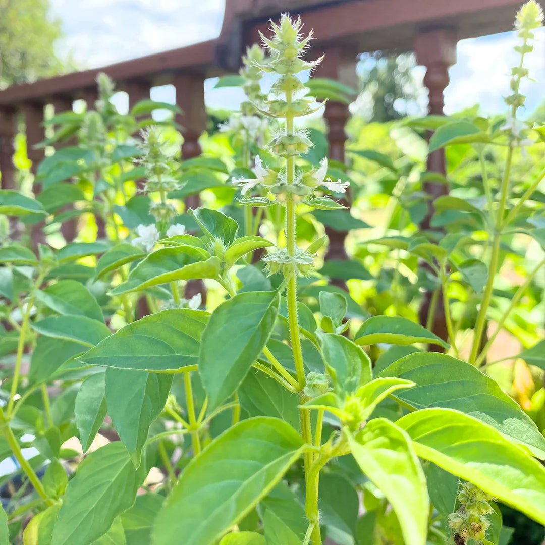 Lemon Basil herb seeds