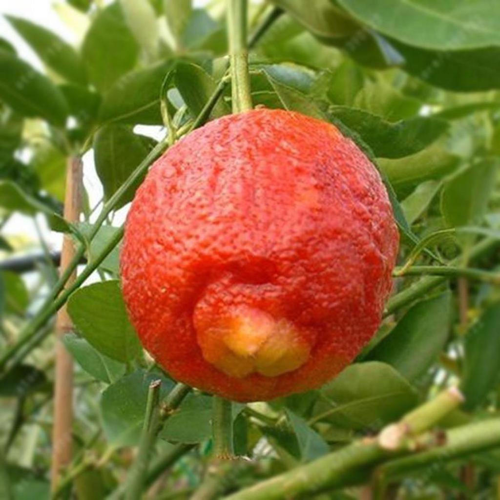 lemon tree flower seeds