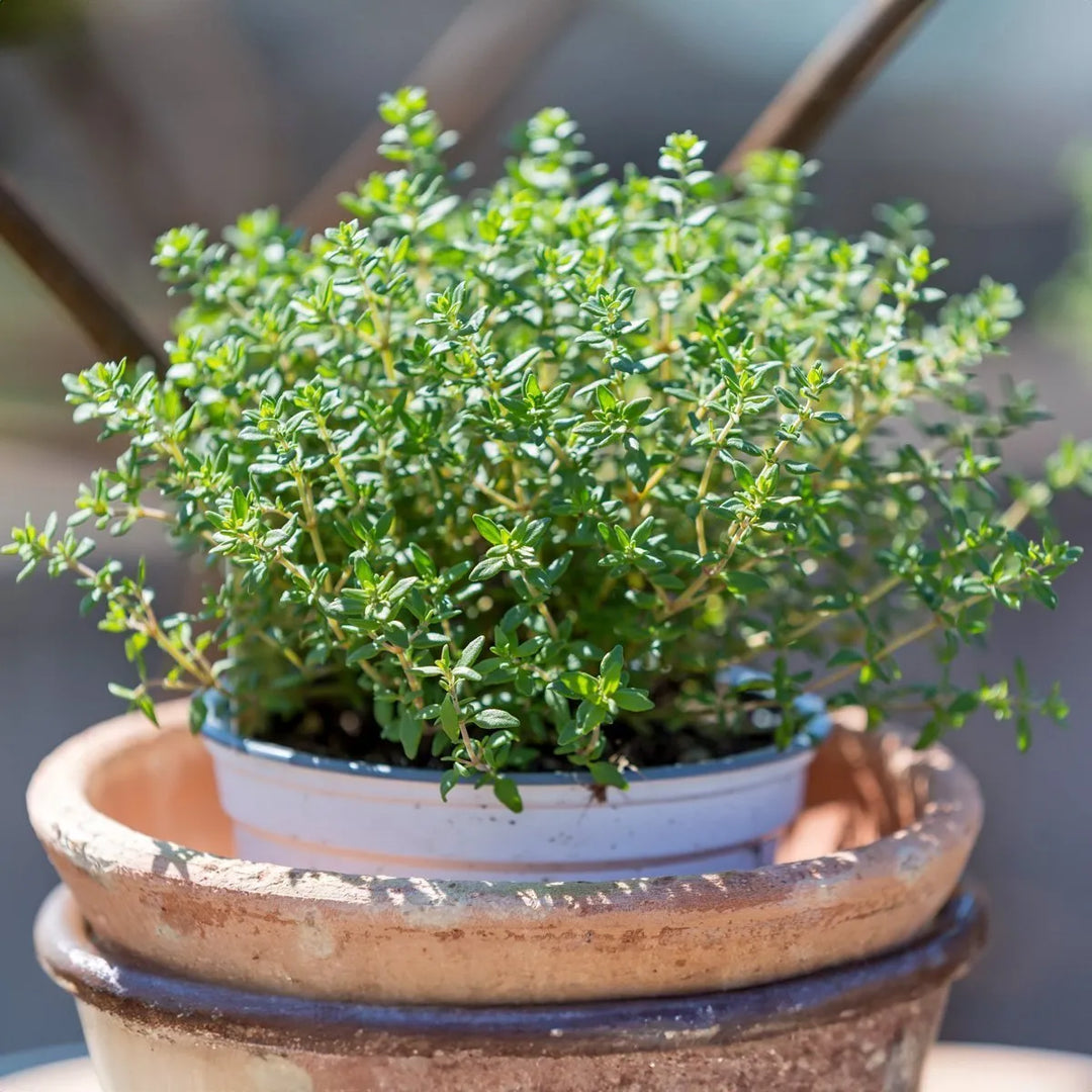lemon thyme flower seeds