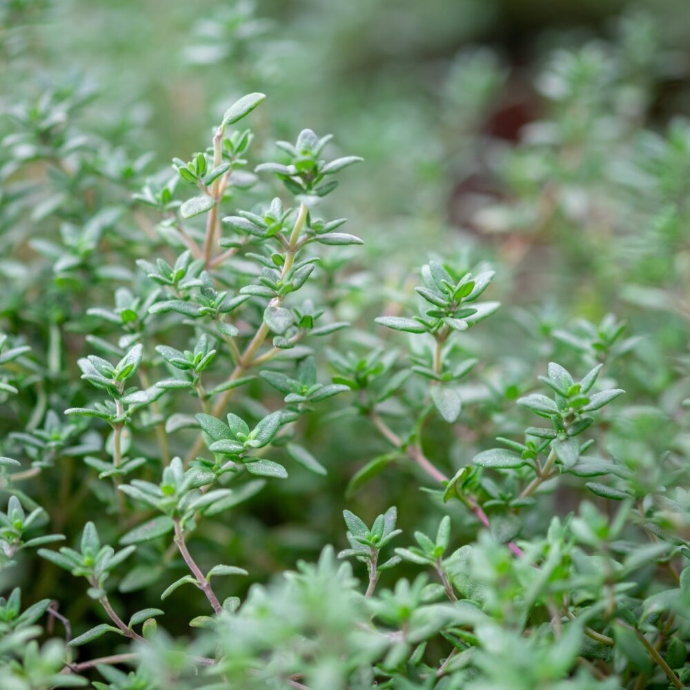 lemon thyme flower seeds