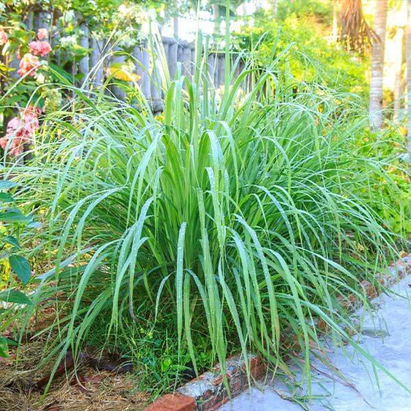 Lemongrass Seeds for Herb Gardens – Heirloom, Non-GMO, High Germination Seeds for Fresh Flavorful Growth
