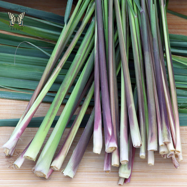 Premium Lemongrass Seeds for Planting - Non-GMO, High Germination Garden Seeds