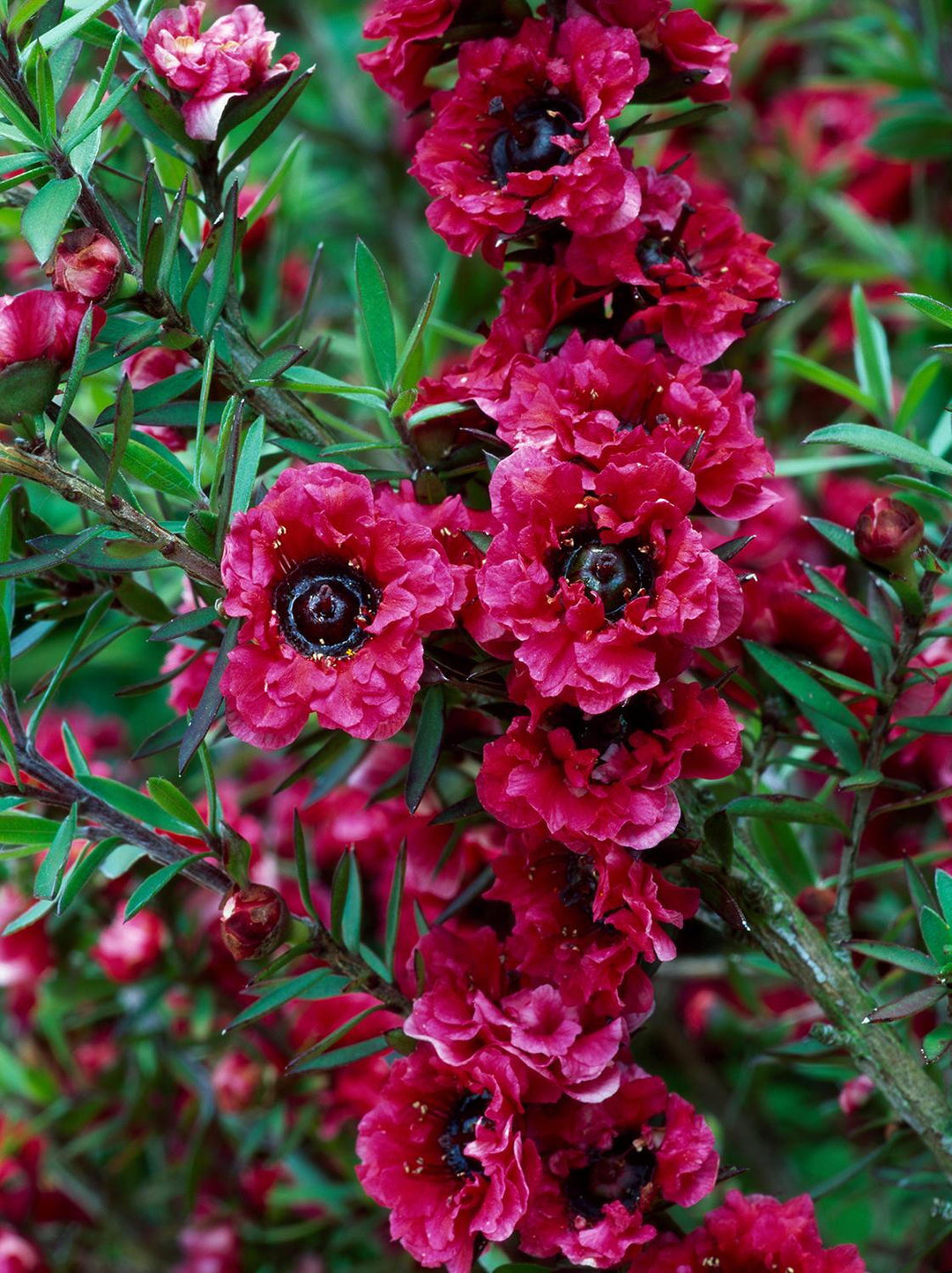 Dark Pink Leptospermum Scoparium Flower Seeds – Seeds for Planting, Heirloom, Non-GMO, High Germination Organic Garden Seeds