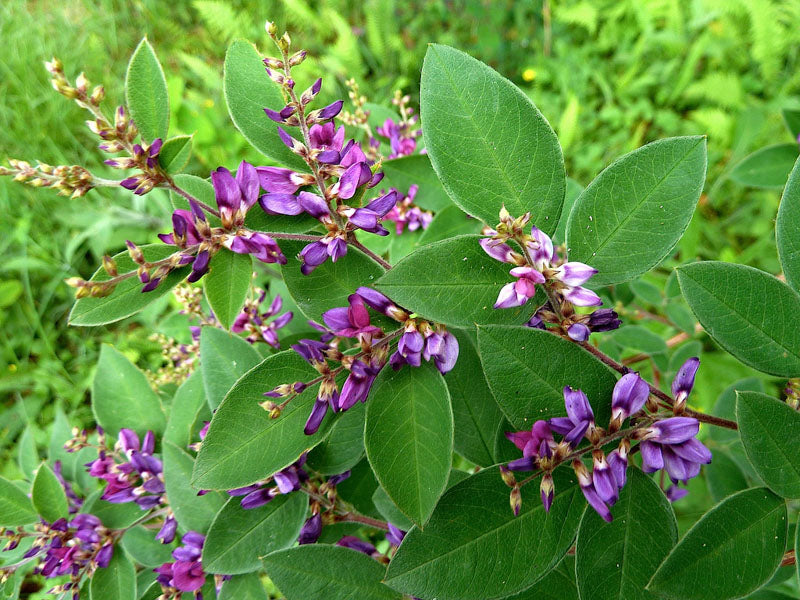 Violette Buschklee-Blumensamen – Alte Sorte, gentechnikfrei, keimfreudige Samen